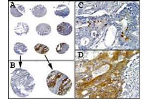 Caspase-1 Immunohistochemistry. (Caspase 1 抗体  (C-Term))