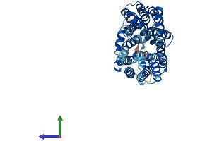 Protein Structure (PS) image for Solute Carrier Family 16, Member 13 (Monocarboxylic Acid Transporter 13) (SLC16A13) (AA 1-428) protein (His tag) (ABIN7559279)