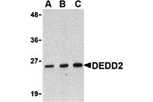 Western Blotting (WB) image for anti-Death Effector Domain Containing 2 (DEDD2) (N-Term) antibody (ABIN1031349) (DEDD2 抗体  (N-Term))