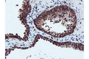 Image no. 1 for anti-Dual Specificity Phosphatase 23 (DUSP23) antibody (ABIN1497930) (DUSP23 抗体)