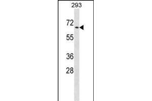 PTPN5 Antibody (N-term) (ABIN1538812 and ABIN2848688) western blot analysis in 293 cell line lysates (35 μg/lane).