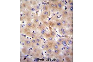 FBXO47 Antibody immunohistochemistry analysis in formalin fixed and paraffin embedded human liver tissue followed by peroxidase conjugation of the secondary antibody and DAB staining. (FBXO47 抗体  (N-Term))