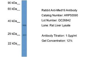 MED19 抗体  (N-Term)