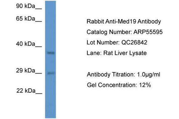 MED19 抗体  (N-Term)