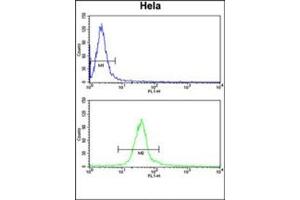 Flow cytometry analysis of Hela cells using DERL1 Antibody (C-term) Cat. (DERL1 抗体  (C-Term))