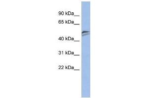 Human PANC1; WB Suggested Anti-SNAPC3 Antibody Titration: 0. (SNAPC3 抗体  (Middle Region))