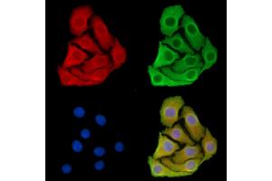 ABIN7096074 and ABIN7100136 staining Hela cells by IF/ICC. (SLC47A2 抗体)
