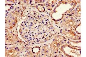 Immunohistochemistry of paraffin-embedded human kidney tissue using ABIN7160959 at dilution of 1:100 (NDUFS4 抗体  (AA 43-161))