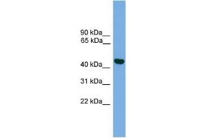 Human Muscle; WB Suggested Anti-BRF2 Antibody Titration: 0. (BRF2 抗体  (C-Term, Middle Region))