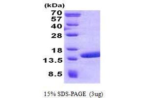 Image no. 1 for Polymerase (RNA) II (DNA Directed) Polypeptide J2 (POLR2J2) (AA 1-115) protein (His tag) (ABIN1098534)