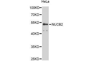 Western blot analysis of extracts of HeLa cells, using NUCB2 antibody (ABIN6290685) at 1:3000 dilution. (NUCB2 抗体)