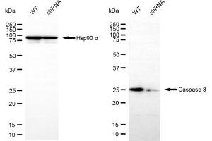 Western blotting analysis using caspase 3 antibody (ABIN7797892). (Caspase 3 抗体)
