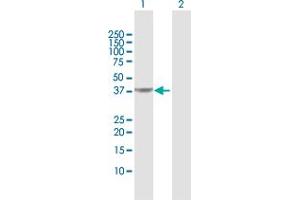 Western Blot analysis of PIPOX expression in transfected 293T cell line by PIPOX MaxPab polyclonal antibody. (PIPOX 抗体  (AA 1-390))