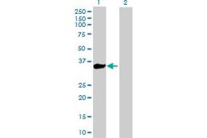 Western Blot analysis of KLHL3 expression in transfected 293T cell line by KLHL3 MaxPab polyclonal antibody. (KLHL3 抗体  (AA 1-301))