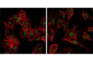 Immunofluorescence (IF) image for anti-DEAD Box Protein 4 (DDX4) antibody (ABIN969084)