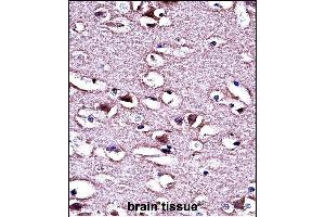LMO2 Antibody (N-term) (ABIN658023 and ABIN2846961) immunohistochemistry analysis in formalin fixed and paraffin embedded human brain tissue followed by peroxidase conjugation of the secondary antibody and DAB staining. (LMO2 抗体  (N-Term))