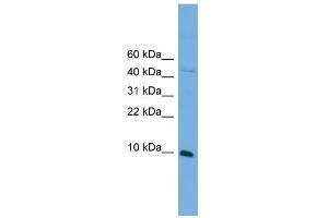 WB Suggested Anti-Bola2 Antibody Titration:  0. (BOLA2 抗体  (N-Term))