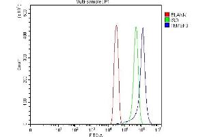 anti-Transmembrane 7 Superfamily Member 3 (TM7SF3) (AA 102-544) antibody