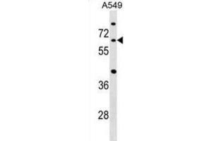 Western Blotting (WB) image for anti-CDC14 Cell Division Cycle 14 Homolog A (CDC14A) antibody (ABIN2999286)
