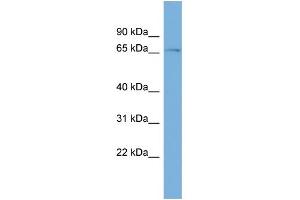 WB Suggested Anti-ZNF697 Antibody Titration:  0. (ZNF697 抗体  (N-Term))