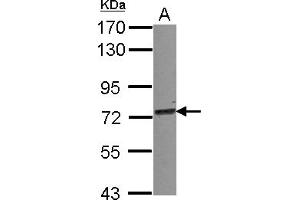 Western Blotting (WB) image for anti-Tripartite Motif Containing 25 (TRIM25) (AA 243-491) antibody (ABIN1501503) (TRIM25 抗体  (AA 243-491))