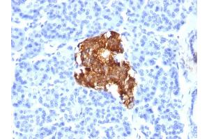 Formalin-fixed, paraffin-embedded human Pancreas stained with Insulin Mouse Monoclonal Antibody (E2-E3). (Insulin 抗体)