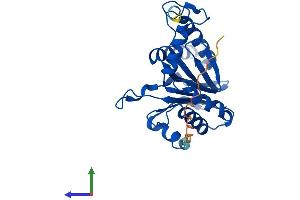 AlphaFold protein structure predicition of Mouse Recombinant Psma1 Protein, UniprotID Q9R1P4
