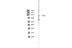 anti-Digestive Organ Expansion Factor Homolog (DIEXF) antibody