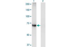 Western Blot analysis of PIGQ expression in transfected 293T cell line by PIGQ monoclonal antibody (M02), clone 2B7. (PIGQ 抗体  (AA 661-758))