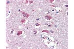 GRIA4 polyclonal antibody  (5 ug/mL) staining of paraffin embedded human cortex. (GRIA4 抗体)