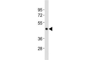 Western blot testing of Caspase-4 antibody at 1:2000 dilution + Raji lysate (Caspase 4 抗体  (AA 163-197))