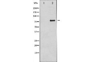 Western blot analysis of B-RAF expression in Insulin treated 293 whole cell lysates,The lane on the left is treated with the antigen-specific peptide. (BRAF 抗体  (Internal Region))