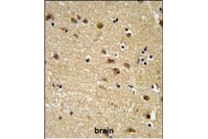 EDIL3 Antibody (Center) (ABIN652953 and ABIN2842608) IHC analysis in formalin fixed and paraffin embedded human brain tissue followed by peroxidase conjugation of the secondary antibody and DAB staining. (EDIL3 抗体  (AA 337-365))