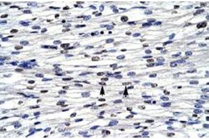 Immunohistochemical staining (Formalin-fixed paraffin-embedded sections) of human heart with BOLA1 polyclonal antibody  at 4-8 ug/mL working concentration. (BOLA1 抗体  (N-Term))