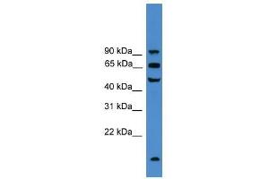 UMOD antibody used at 0. (Uromodulin 抗体  (C-Term))