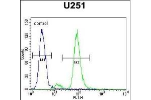 ZIK1 Antibody (Center) (ABIN654536 and ABIN2844254) flow cytometric analysis of  cells (right histogram) compared to a negative control cell (left histogram). (ZIK1 抗体  (AA 186-215))