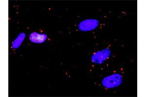 Proximity Ligation Analysis of protein-protein interactions between RALBP1 and IKBKG. (RALBP1 抗体  (AA 1-655))