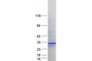 Western Blotting (WB) image for Calneuron 1 (CALN1) (Transcript Variant 2) protein (Myc-DYKDDDDK Tag) (ABIN2713055)