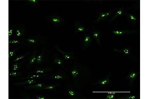 Immunofluorescence of purified MaxPab antibody to KIAA0020 on HeLa cell. (KIAA0020 抗体  (AA 1-648))