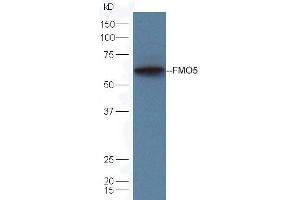 Mouse liver lysates probed with Rabbit Anti-FMO5 Polyclonal Antibody (ABIN1714764) at 1:300 overnight in 4˚C. (FMO5 抗体  (AA 251-350))