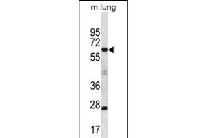 SP2 Antibody (C-term) (ABIN657045 and ABIN2837886) western blot analysis in mouse lung tissue lysates (35 μg/lane). (Sp2 抗体  (C-Term))