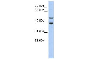 SOCS7 antibody used at 1 ug/ml to detect target protein. (SOCS7 抗体  (N-Term))