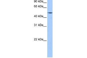 WB Suggested Anti-ESRRG Antibody Titration:  0. (ESRRG 抗体  (N-Term))