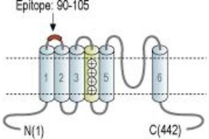 anti-Cation Channel, Sperm Associated 4 (CATSPER4) (1st Extracellular Loop), (AA 90-105) antibody