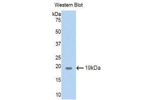 Western Blotting (WB) image for anti-Pleiotrophin (PTN) (AA 33-168) antibody (ABIN1174474) (Pleiotrophin 抗体  (AA 33-168))