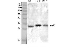 Western Blotting (WB) image for anti-Apolipoprotein F (APOF) (C-Term) antibody (ABIN3180488) (Apolipoprotein F 抗体  (C-Term))