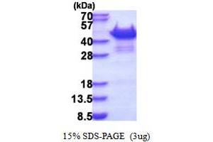Sorbin and SH3 Domain Containing 3 (Sorbs3) (AA 1-329) protein (His tag)