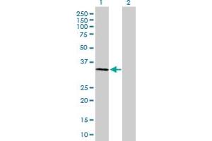 Western Blot analysis of SSR1 expression in transfected 293T cell line by SSR1 MaxPab polyclonal antibody. (SSR1 抗体  (AA 1-286))