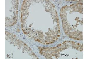 Immunostaining (ISt) image for anti-ArsA Arsenite Transporter, ATP-Binding, Homolog 1 (ASNA1) (AA 239-348) antibody (ABIN559968)