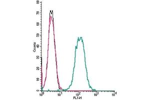 Cell surface detection of NMUR1 by indirect flow cytometry in live intact mouse J774 macrophage cell line: (black line) Cells. (NMUR1 抗体  (Extracellular))